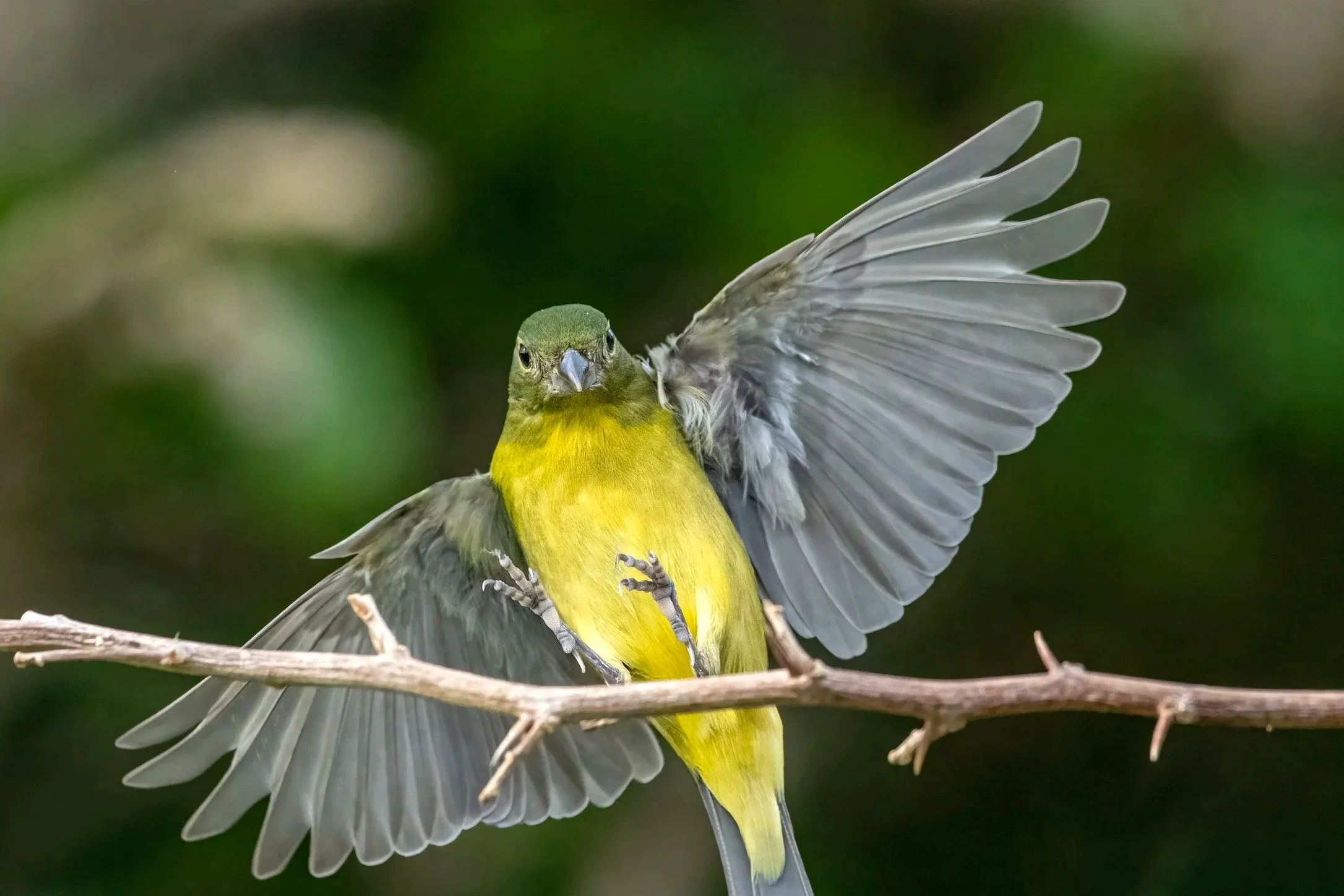 Aud_APA-2022_Painted-Bunting_P1_18844-0_Photo-David-Sussman.jpg