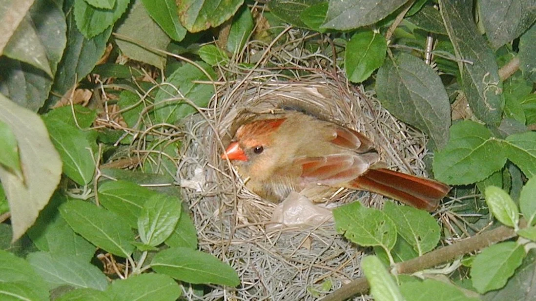 Help Backyard Birds This Spring