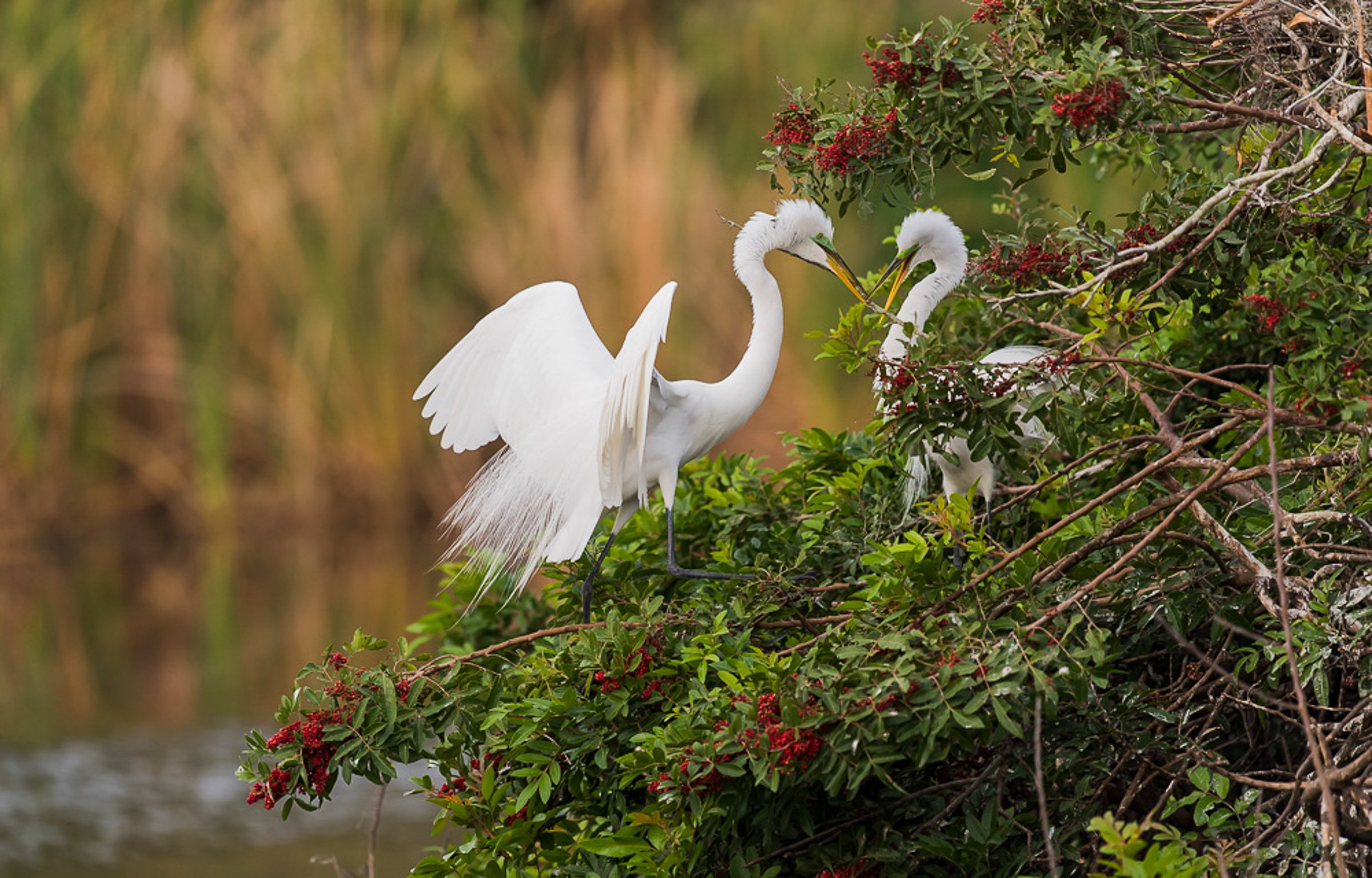 Audubon, Not Just for the Birds:  Conservation in the Sunshine State