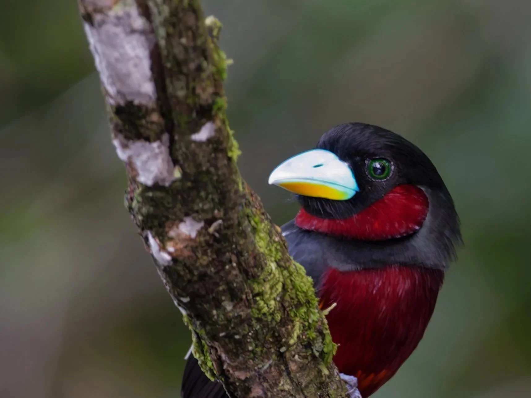 Potluck Picnic | Annual Meeting | Presentation with Speakers Dean and Sally Jue