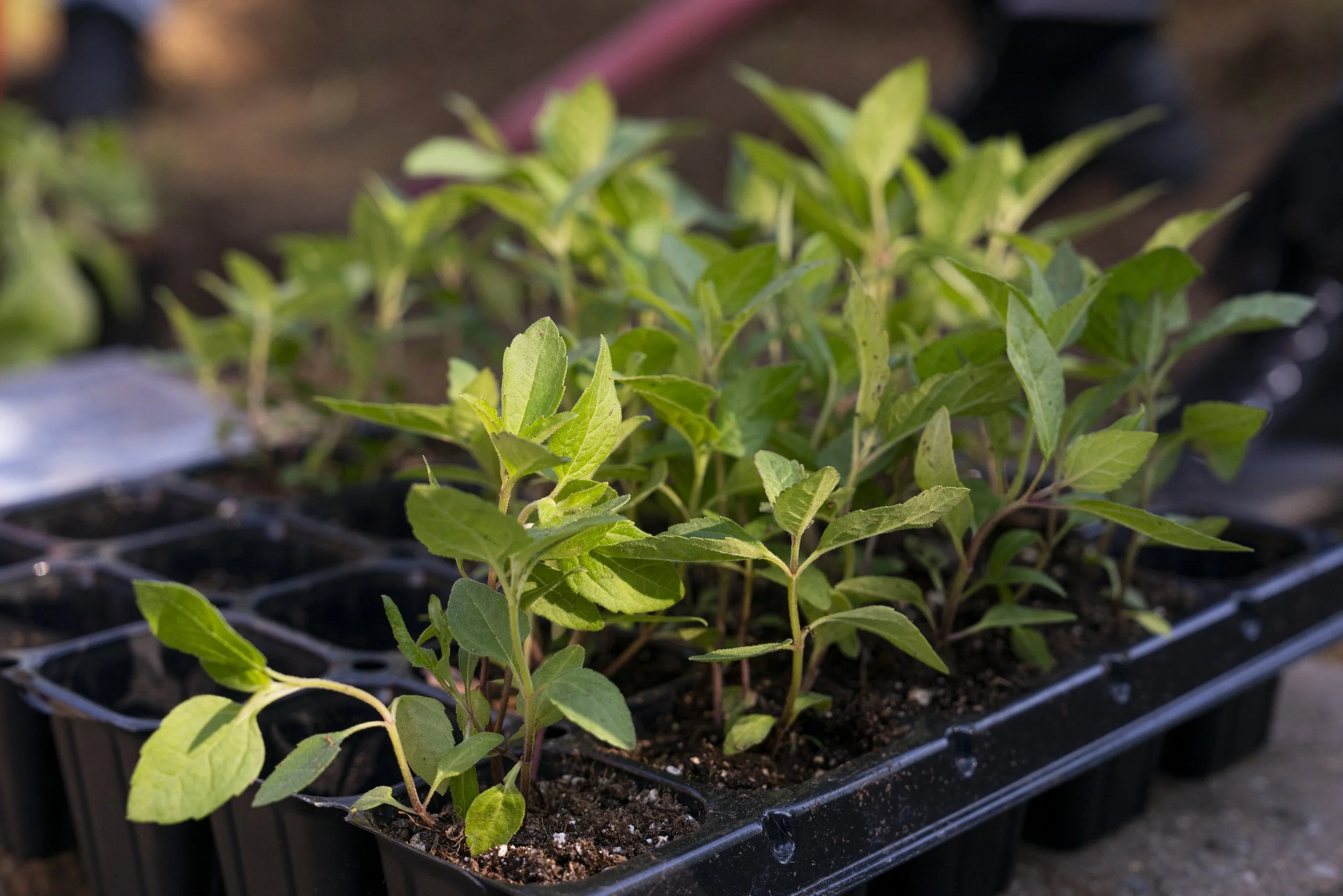 Celebrate Earth Day (Volunteer Opportunity)