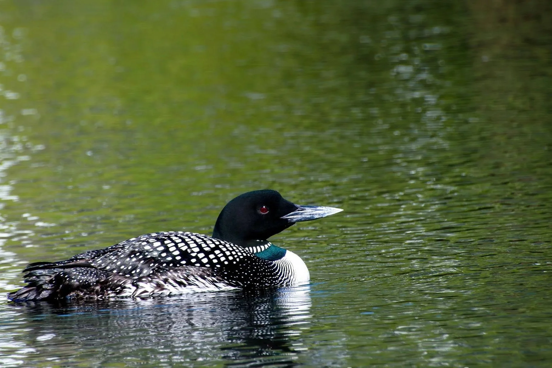 When Wildlife Needs Help: Lessons from the Southwood Loon