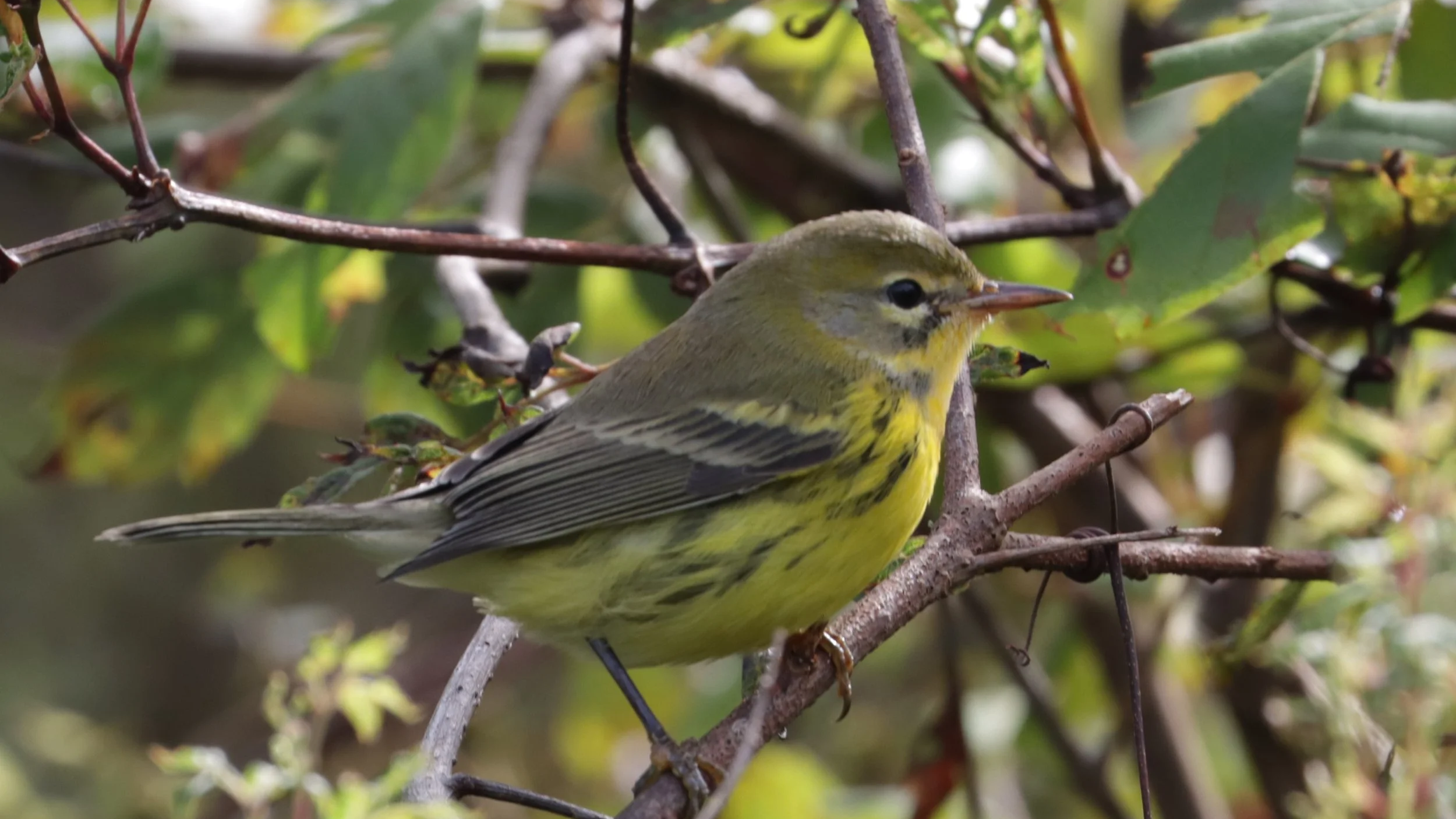 Guided Bird Walk: Faulk Landing with Juli deGrummond