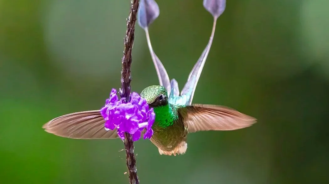 Birds of Colombia with Ernesto Reyes