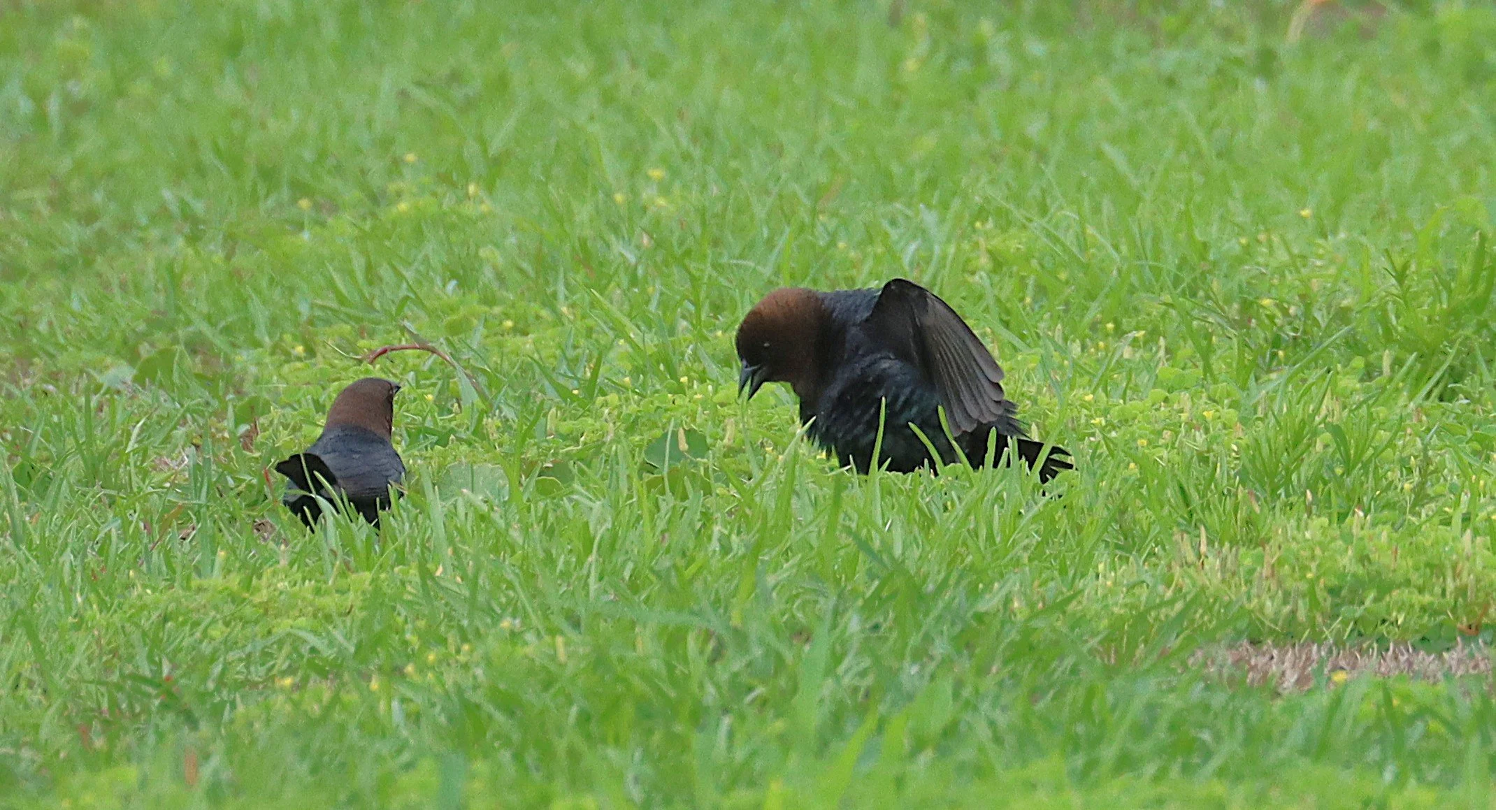 Summer Birding