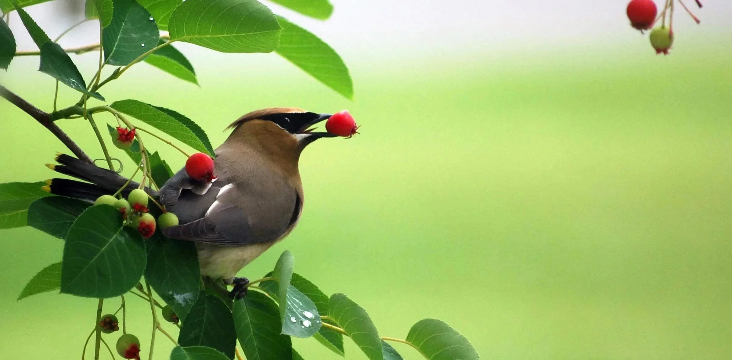 Love Your Birds, Turn Out the Lights! with Elizabeth Filippelli