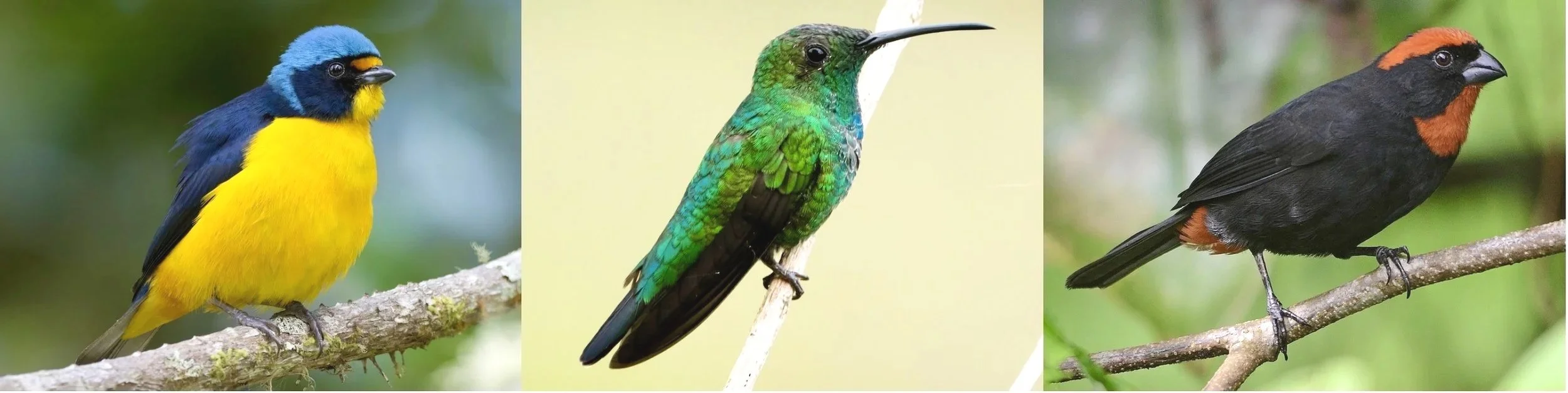Endemic Birds of Puerto Rico, with Lisa Lazarus