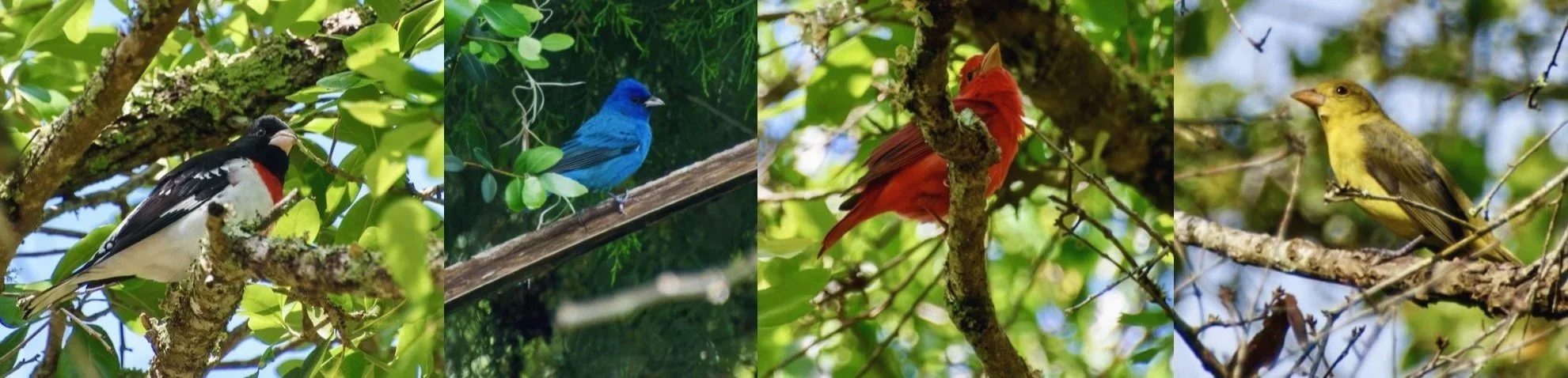 Intro to Bird Photography: From Seeing Birds to Capturing the Moment