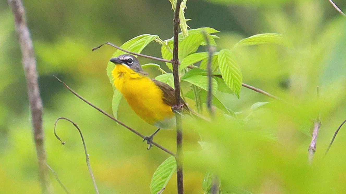 The Beautiful, Messy Reality of Birding in the App Era, by Juli deGrummond