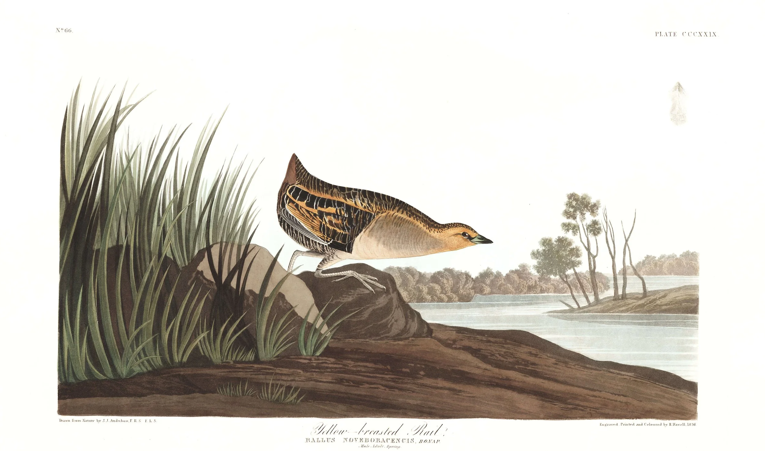 Chasing Phantoms--In Search of Black Rails and Yellow Rails, with Jim Cox