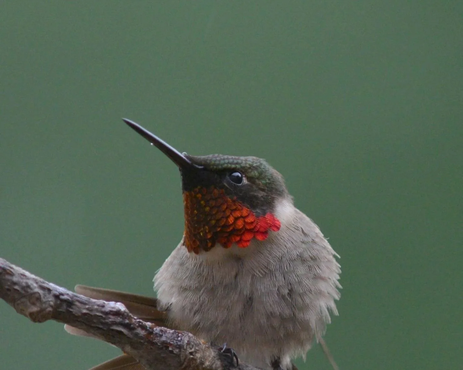 Aud_APA-2013_Ruby-throated-Hummingbird_28529-229796_Photo-Deborah-Bifulco.jpg