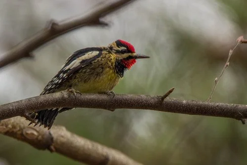 Aud_APA-2018_Yellow-bellied-Sapsucker_A1_5439-2_Photo-Kevin-Lash-preview.jpg