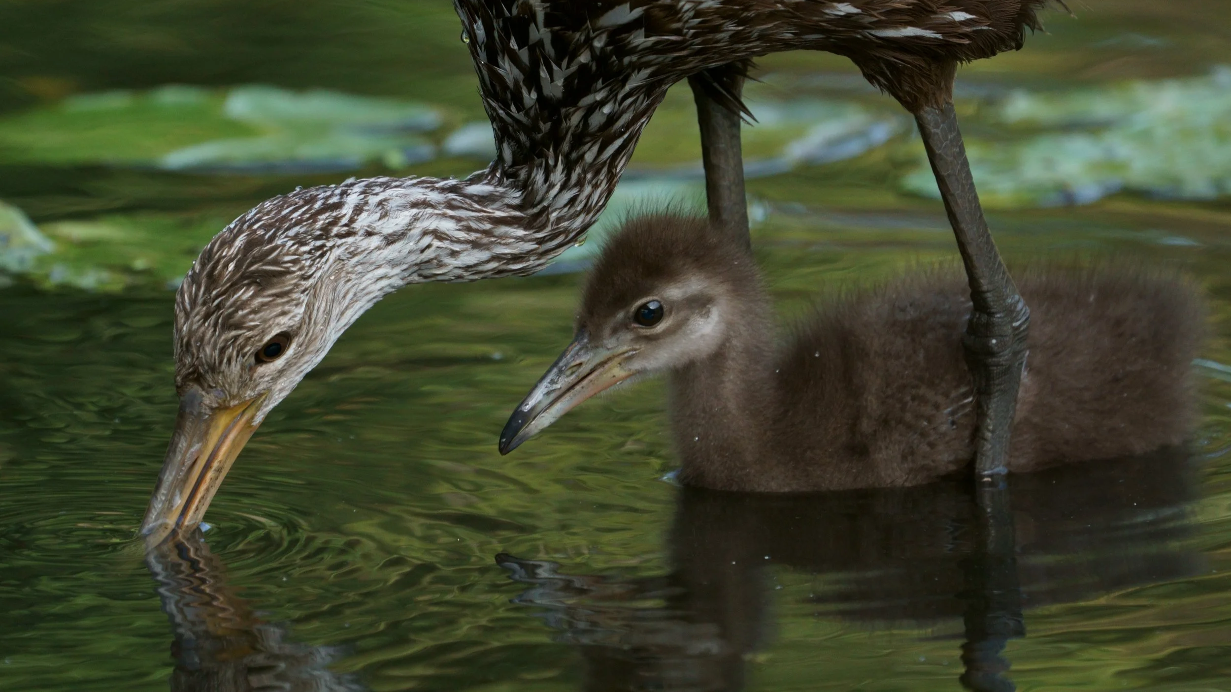 Aud_APA-2018_Limpkin_A1_7576-3_Photo-Joshua-Gonzalez.png