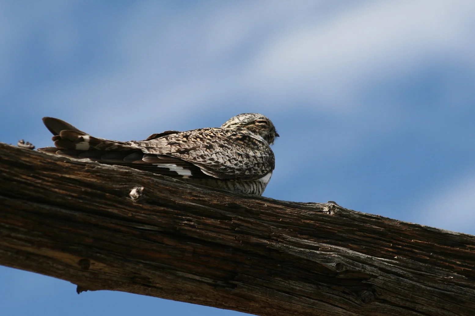 Aud_APA-2012_Common-Nighthawk_24894-193042_Photo-Janice-Hiller-Web size.jpg