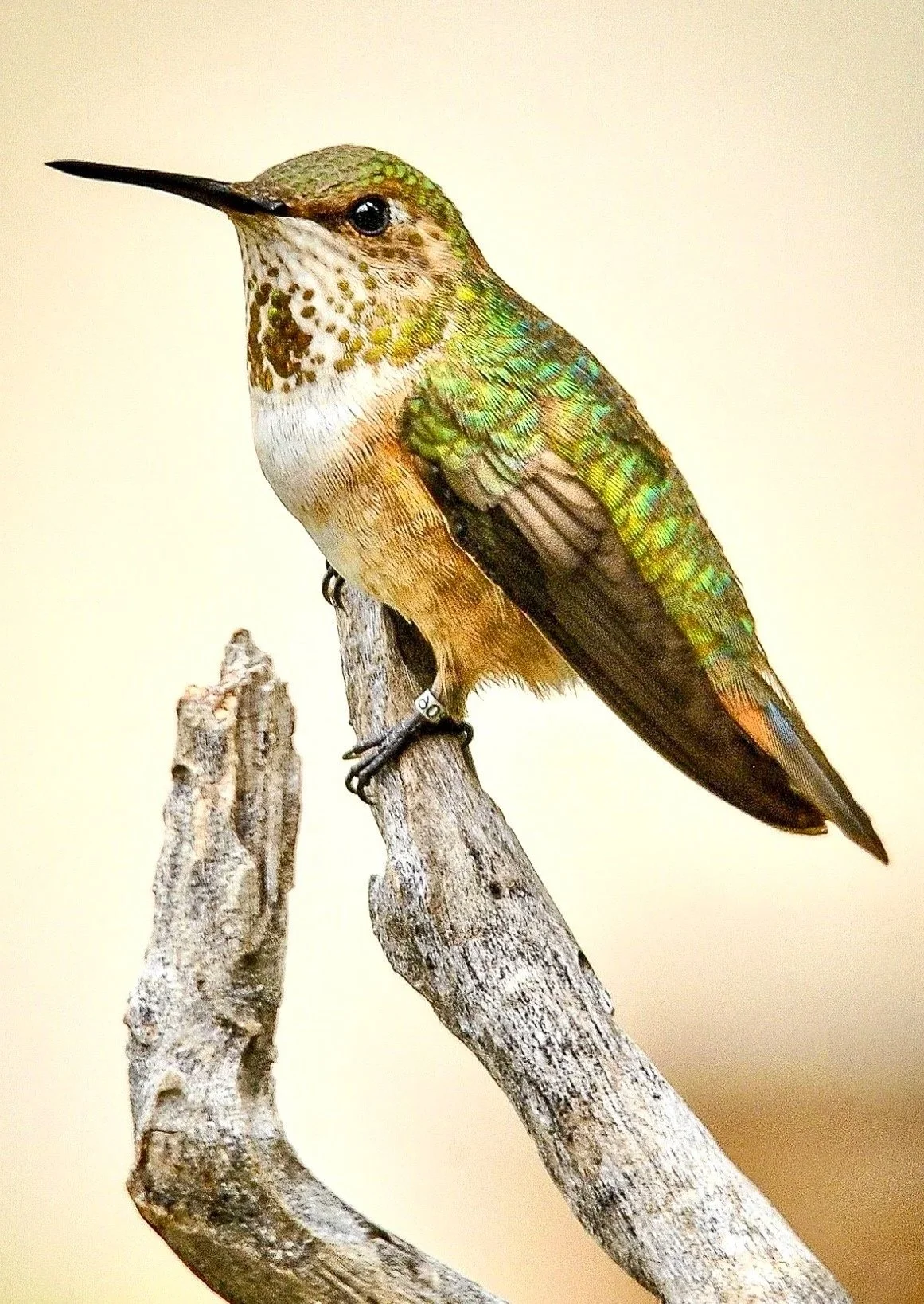Winter Hummingbirds, with Fred Dietrich