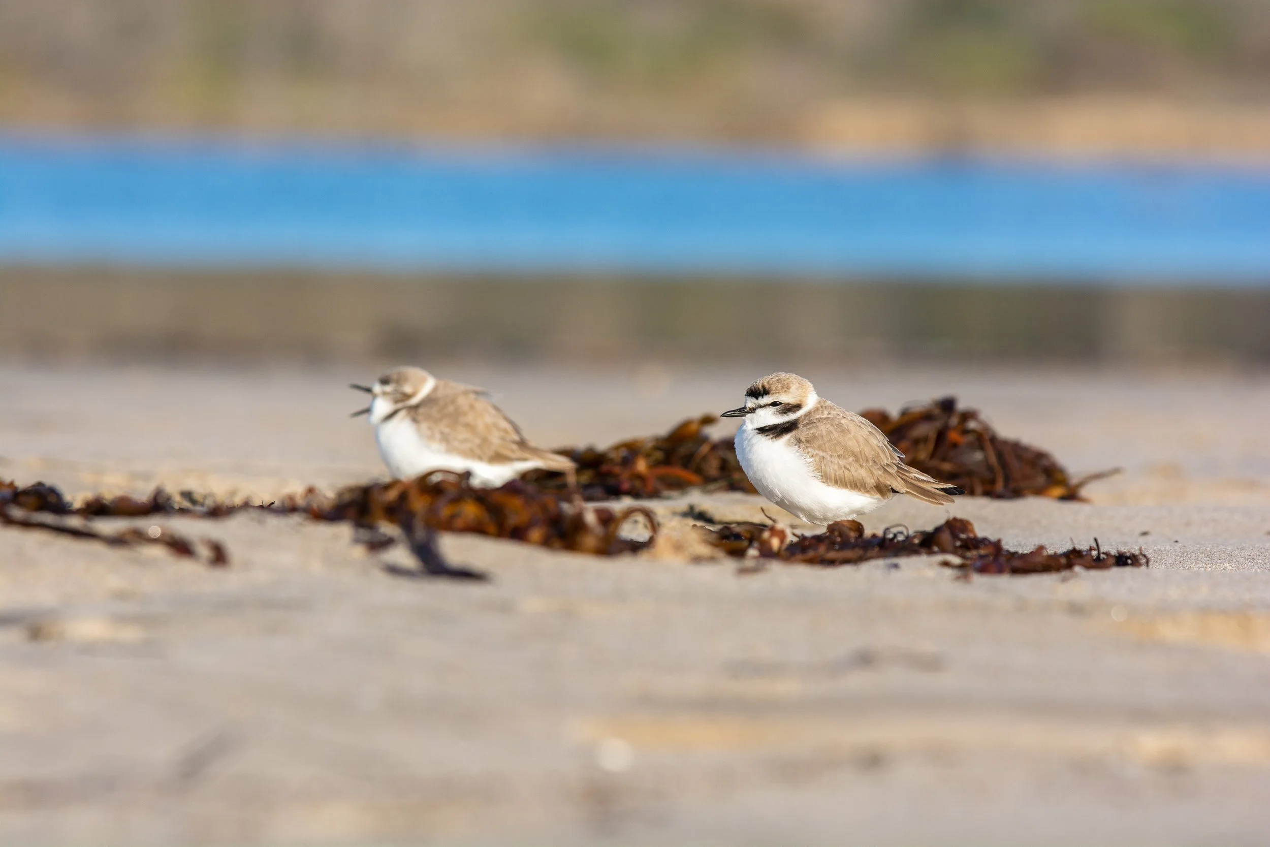 Aud_APA-2021_Snowy-Plover_A1_17245-0_TS_Photo-Katherine-Pirozzi.jpg