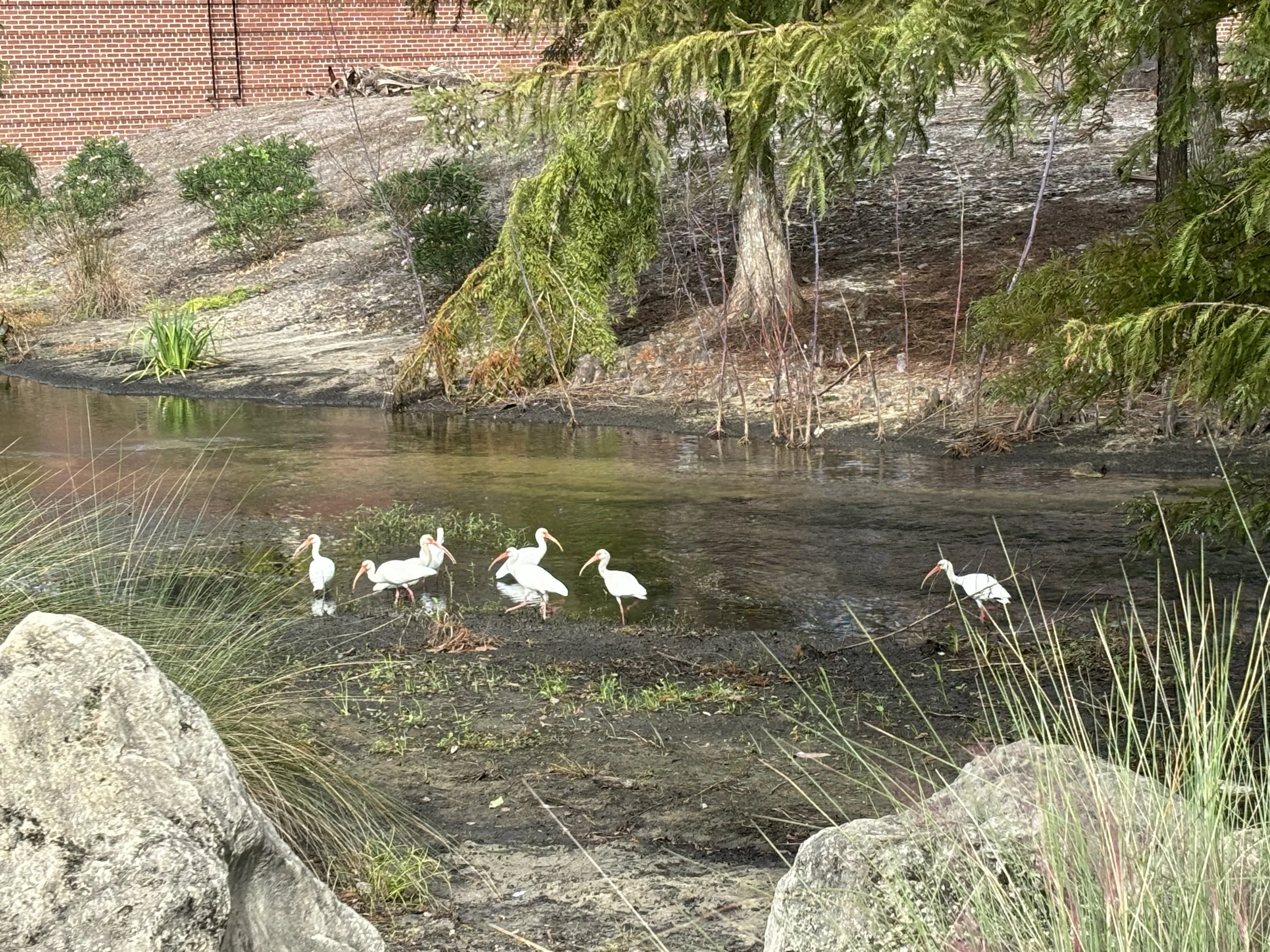September Evening Birds & Brews: Cascades Park & Amicus Brewing Ventures
