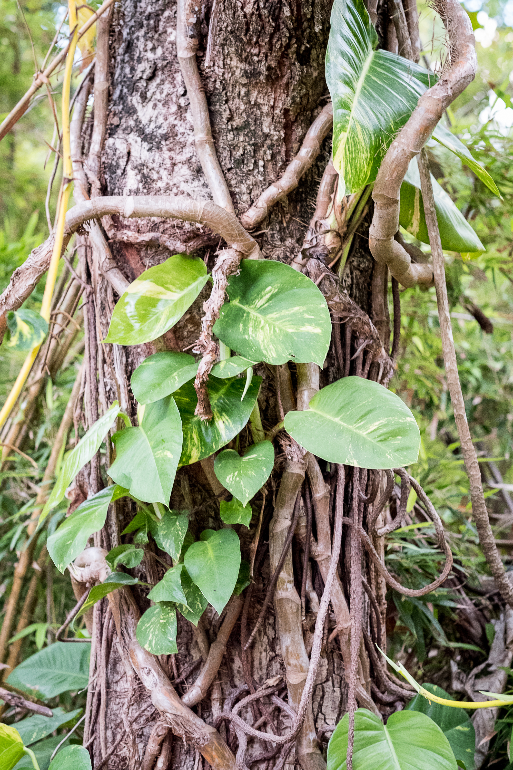 kuai2-80.jpg