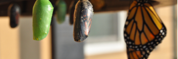 Planning, assessing and communicating the impact of networks