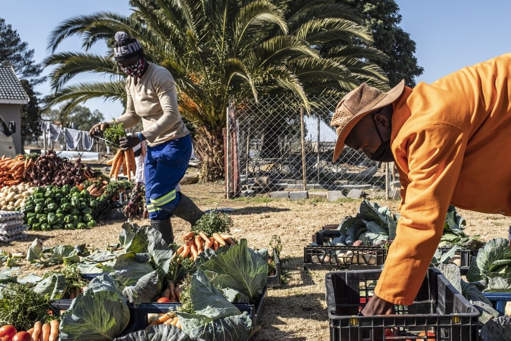 How Covid sowed the seeds of food security