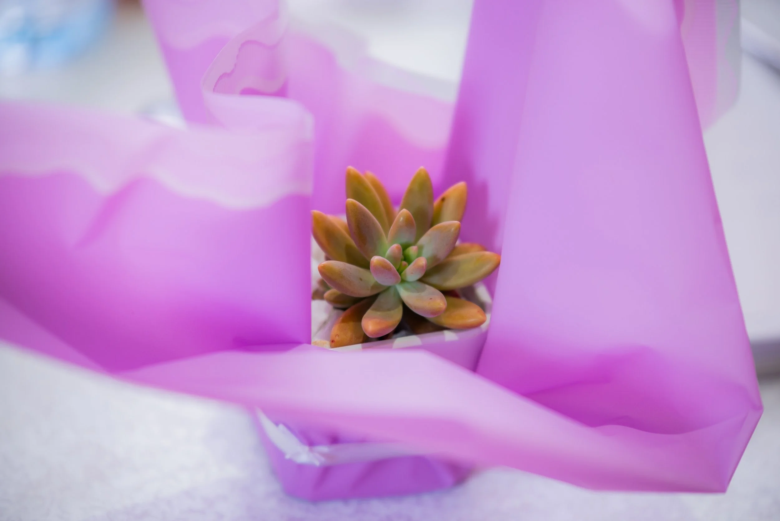 CERURDORG -14-4-23-8269.JPG