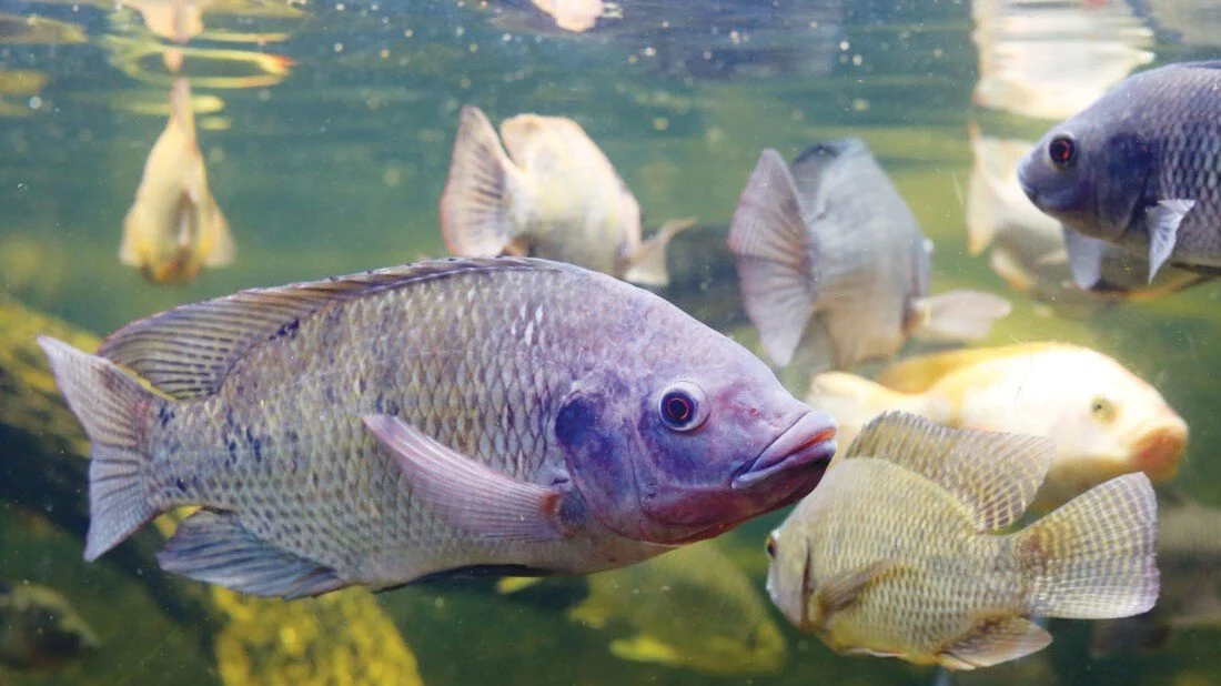 From Backyard Tanks to Aquaculture Enterprise: Youth Innovation in Action