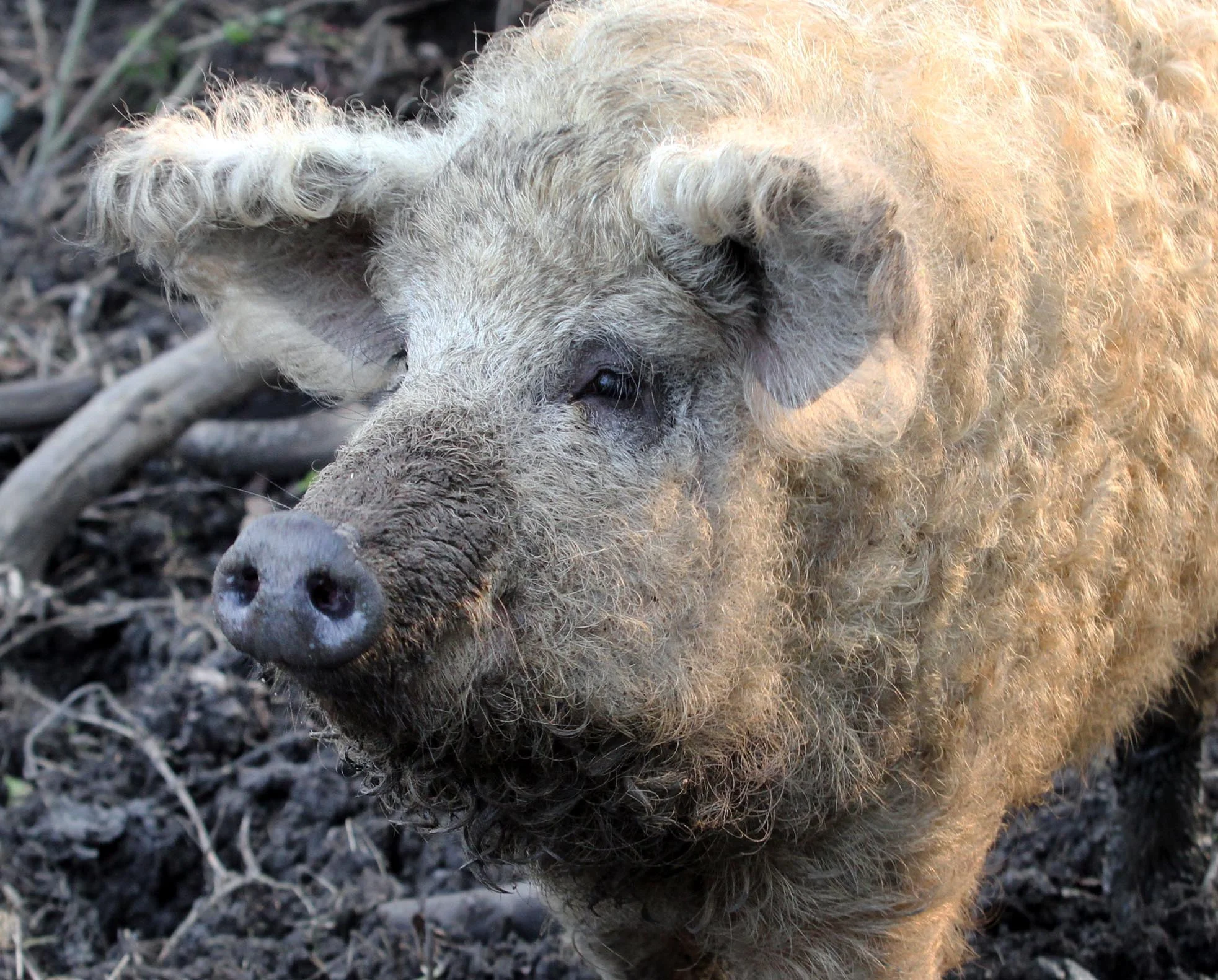Welsh Mangalitza Pig