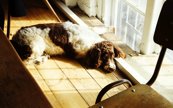 Freddy, Annies dog waits patiently at Harrison Charcoal Ovens HQ