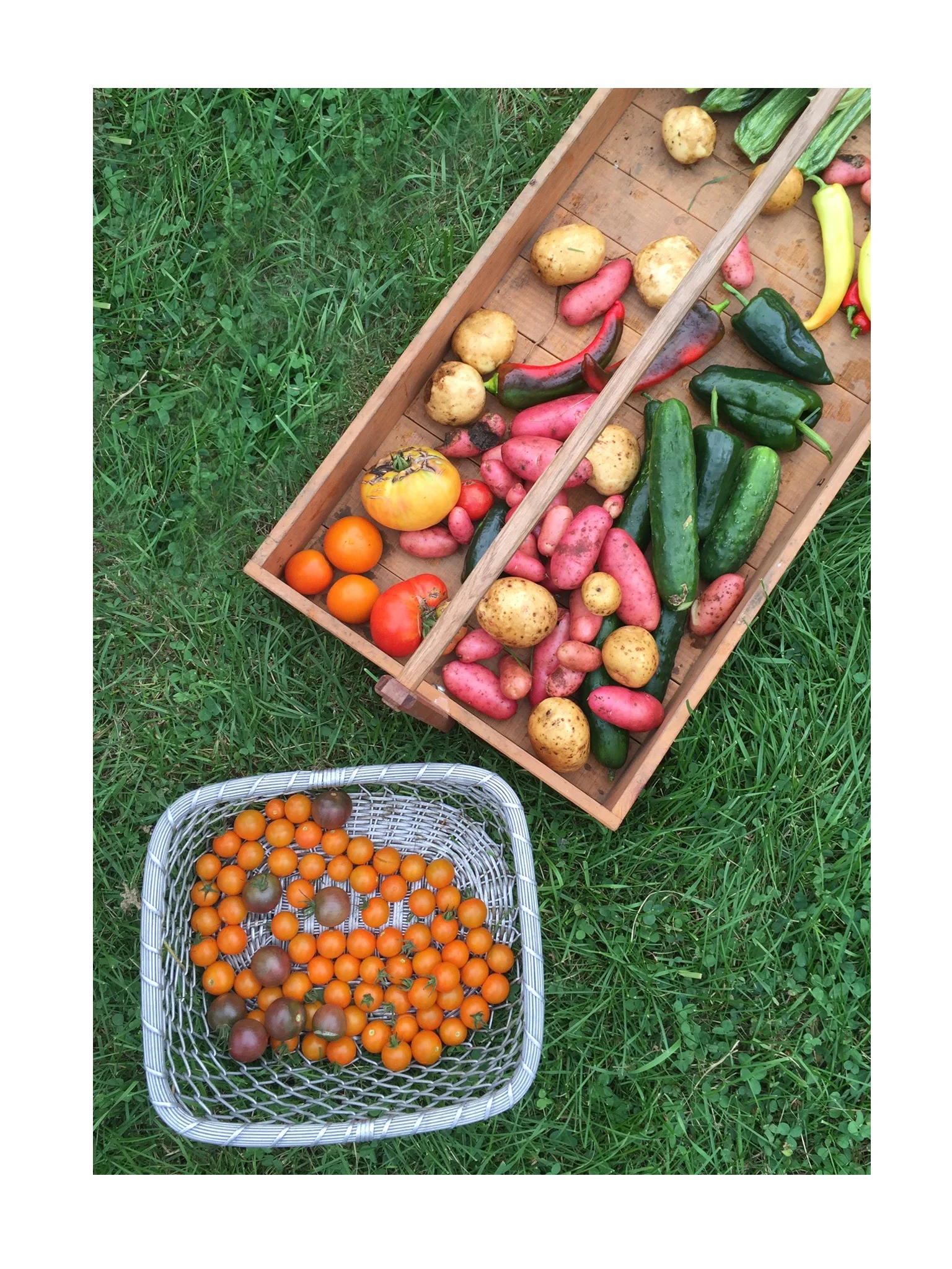 Late Summer Vegetables