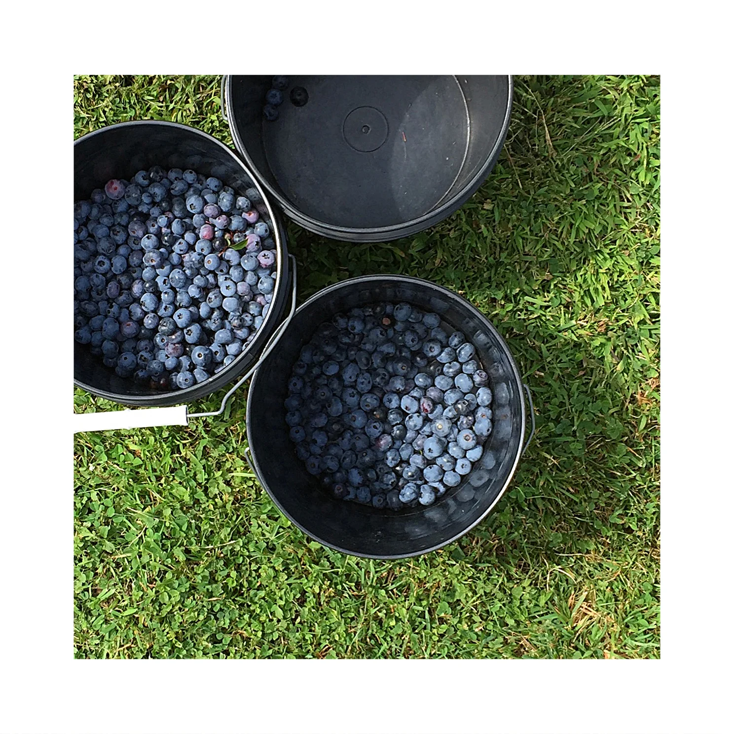 Blueberries, VT