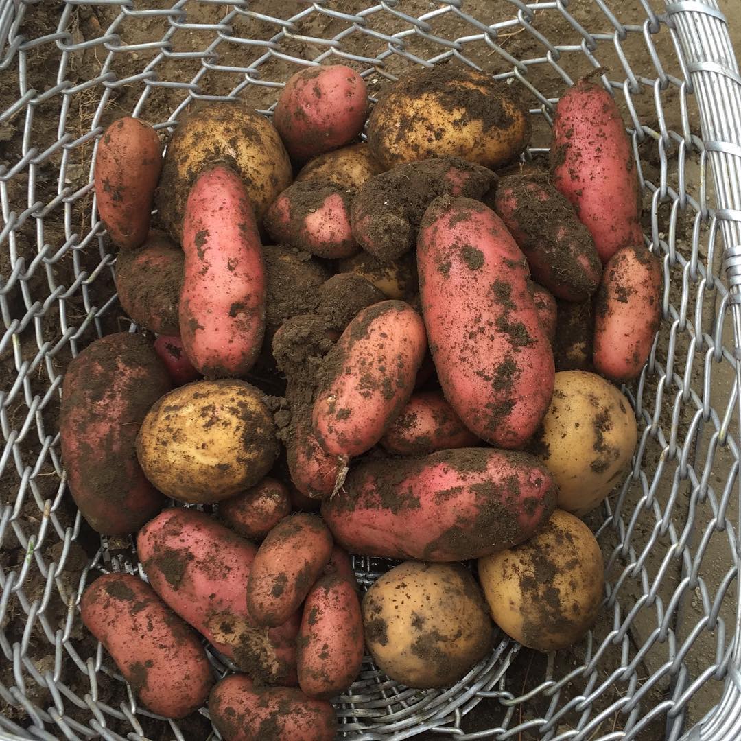 newly dug potatoes