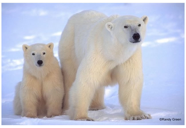 polar bear 6.jpg