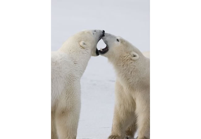 polar bear 4.jpg