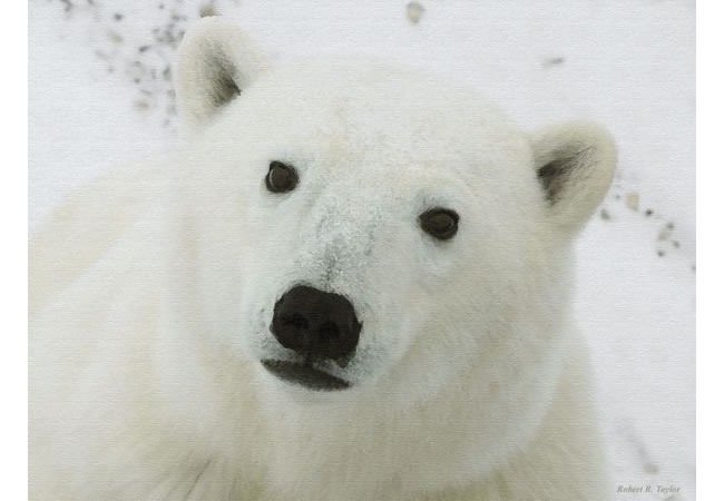 polar bear 1.jpg