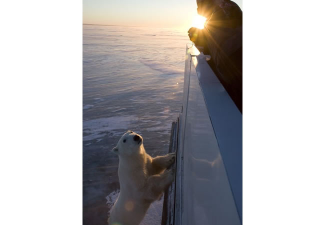 polar bear 2.jpg