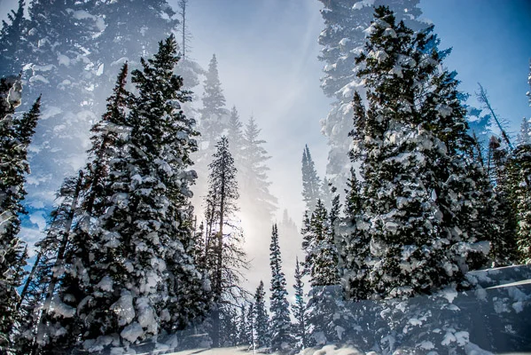Snowy pine trees on Rabbit Ears double exposure