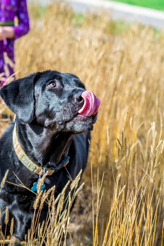 Dog running in the grass with tongue haging out.