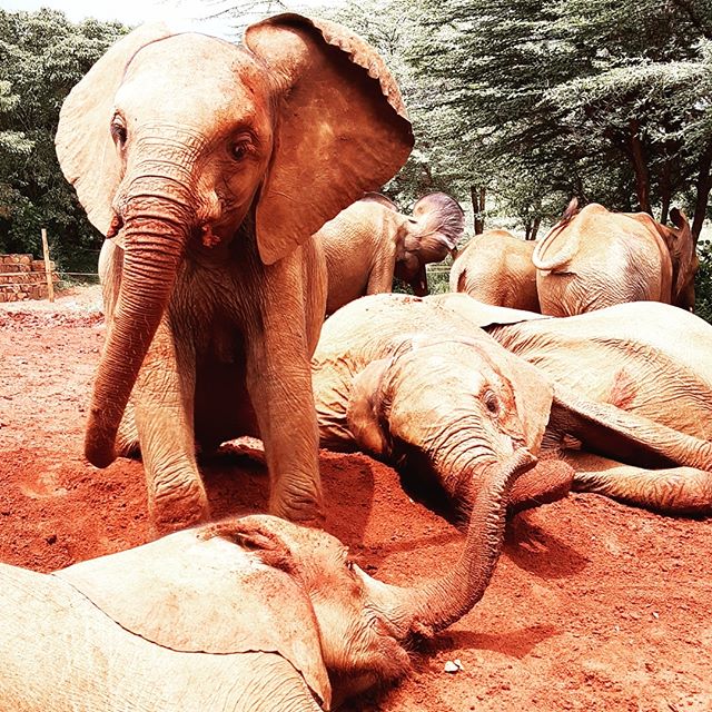 Happy baby elephants is how we should be playing with nature.

Humans are still the biggest threat to many wild animals 
Please protect
#nopoaching 
#Protect #wildlife
#antipoaching
#lovewildlife #elephants #sheldrickwildlifetrust
#animals #nature #t