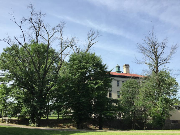 10-12 more dead trees to be removed from the Rawson lots