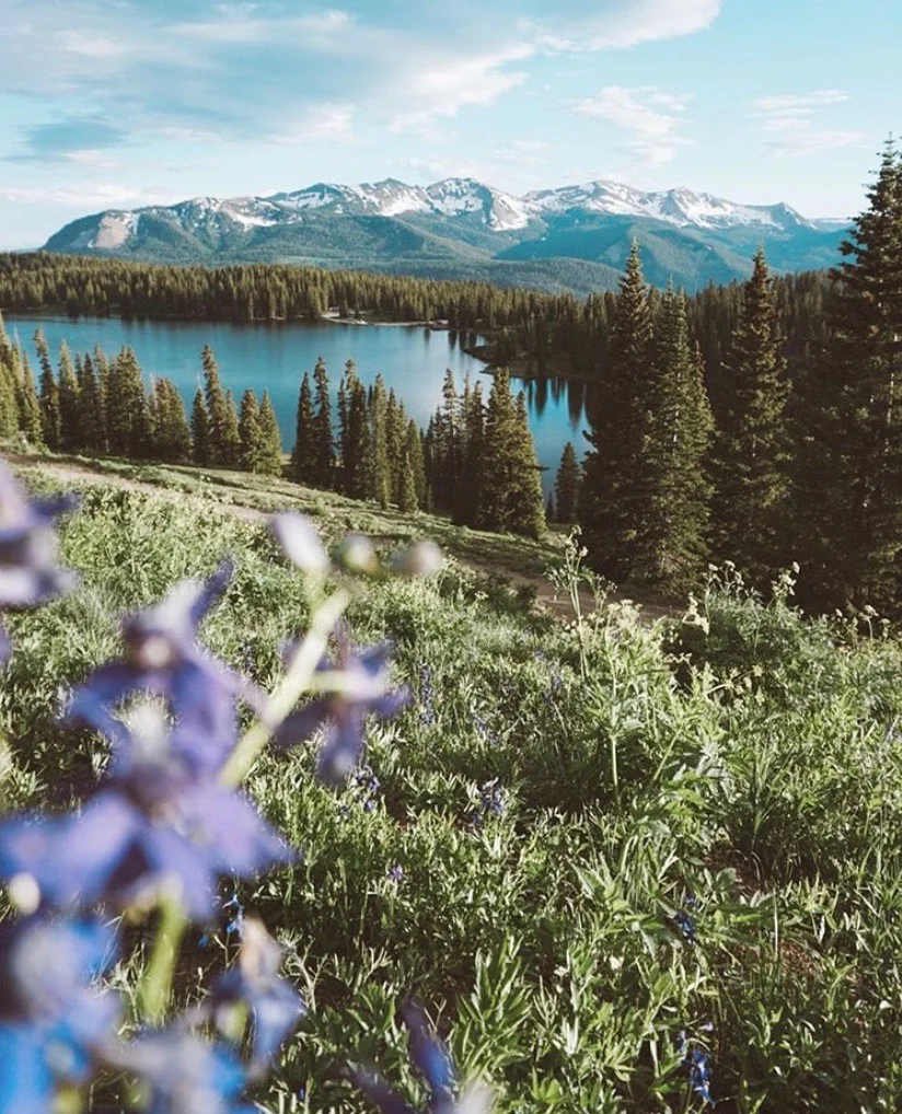 Wildflowers in Crested Butte