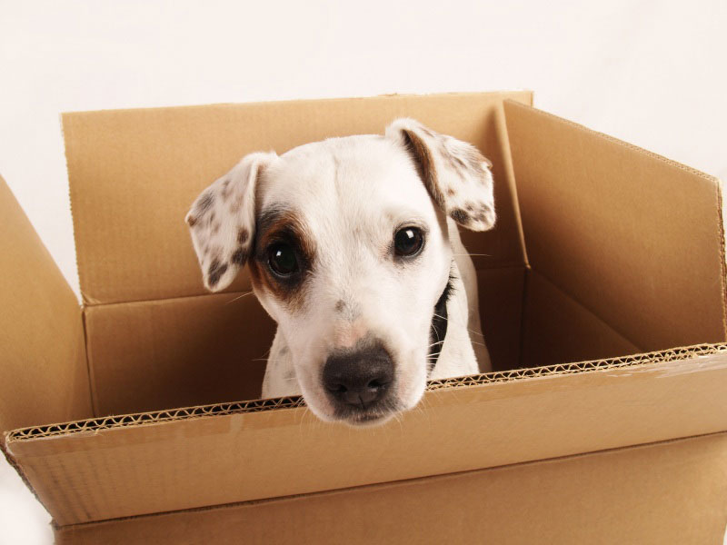 dog moving.jpg