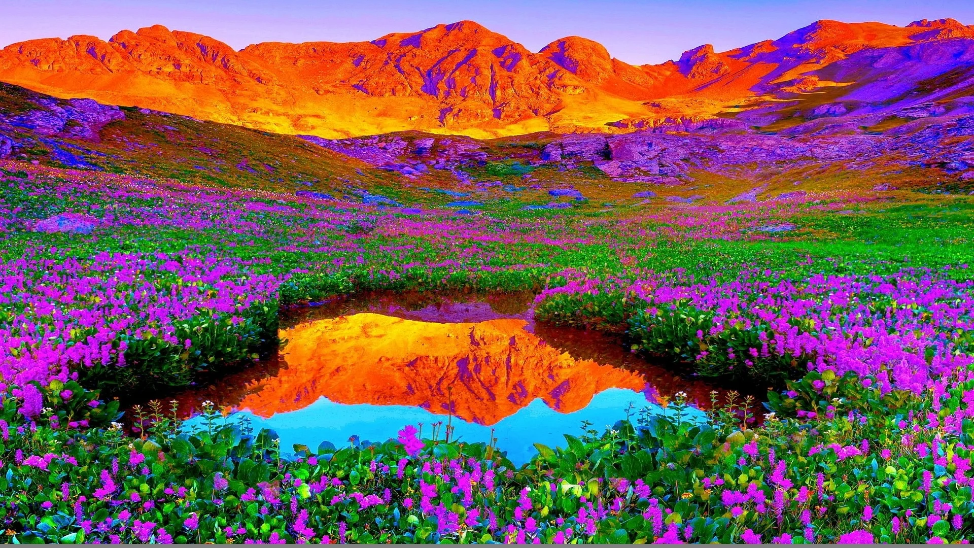 Brilliant-Colors-of-Nature-1080p-Background.jpg