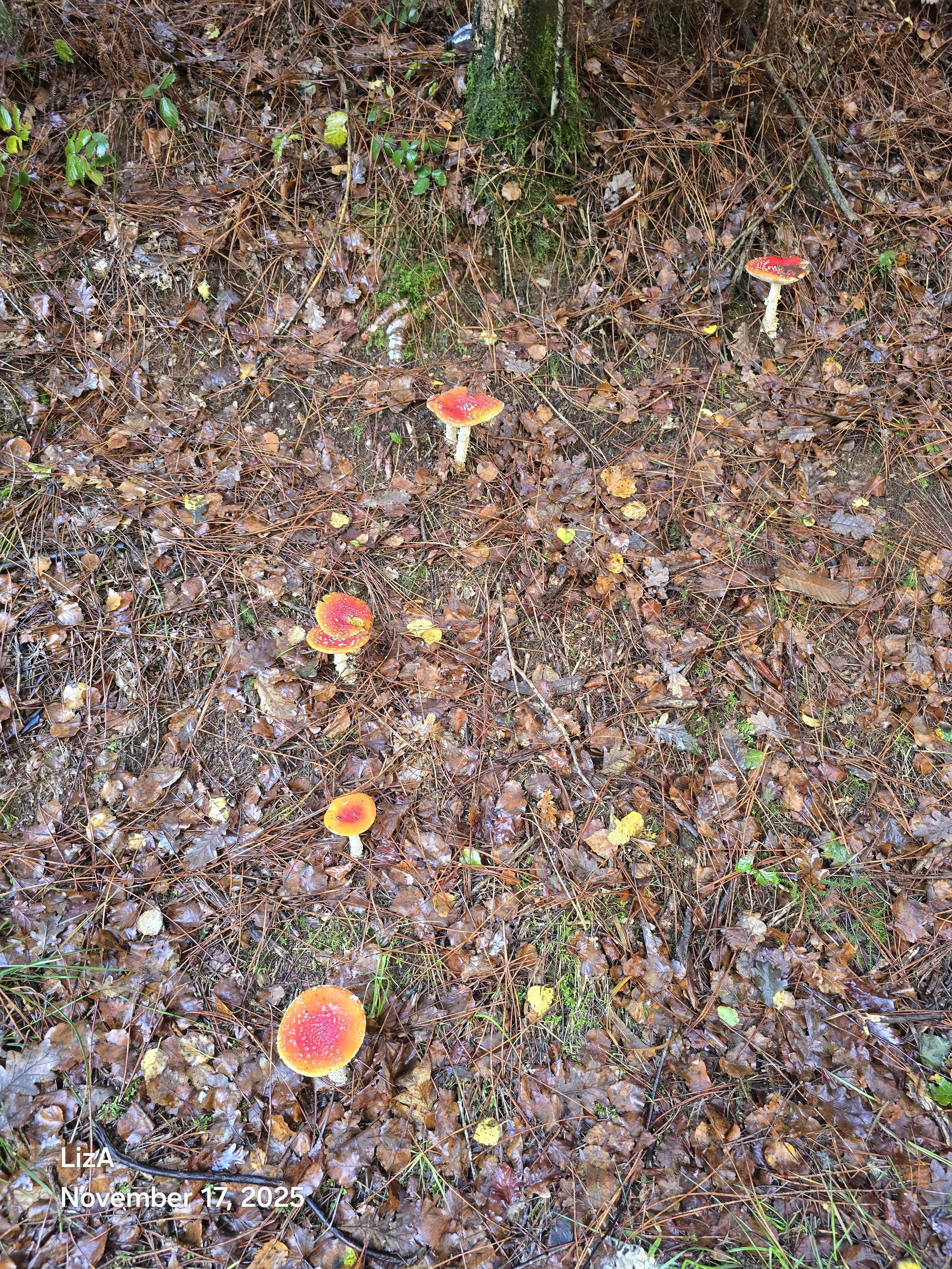 20251117_091127.jpg