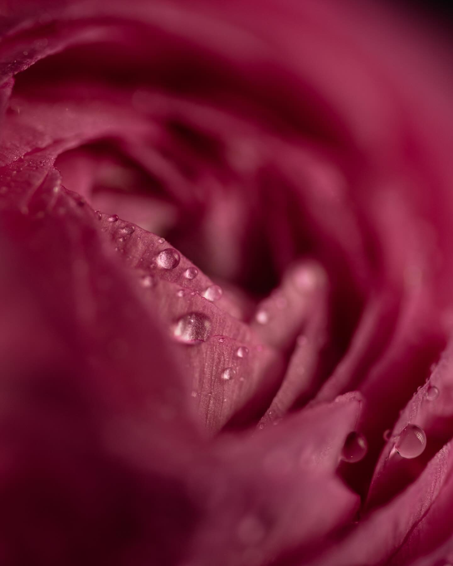 Because it&rsquo;s spring, so I want allllll the flowers. And because ranunculus is finally available, so I&rsquo;m buying it whenever I see it!
*lit with @profoto a2 + Clic Softbox Octa + grid, taken with @nikonusa z7ii and @sigmaphoto 105 mm macro
