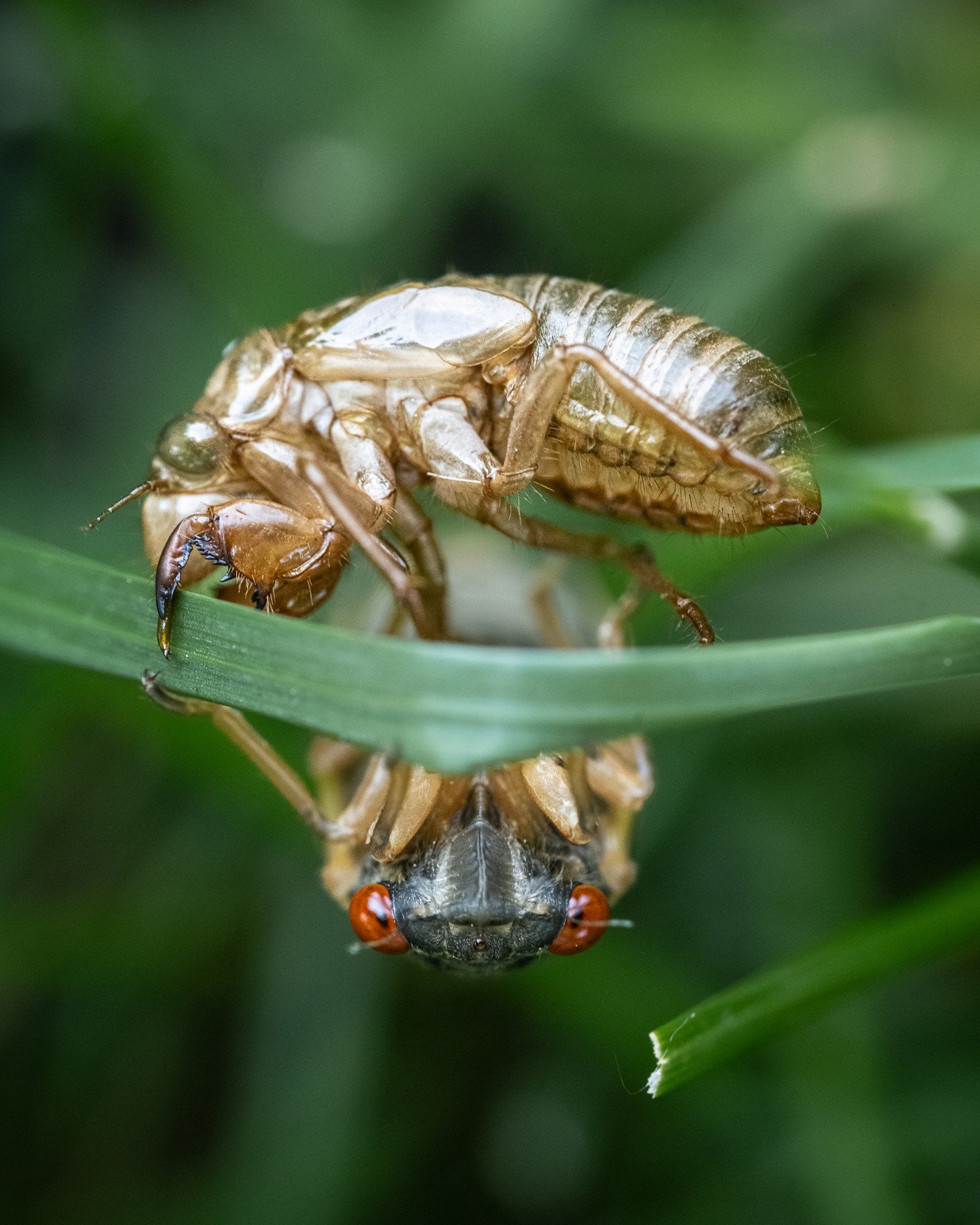 And so it begins... walking the kids to school today, we noticed cicadas starting to pop through the ground, hanging onto the blades of grass in our yard. Their shells are littering the sidewalk. Although we've been waiting for signs of them for week