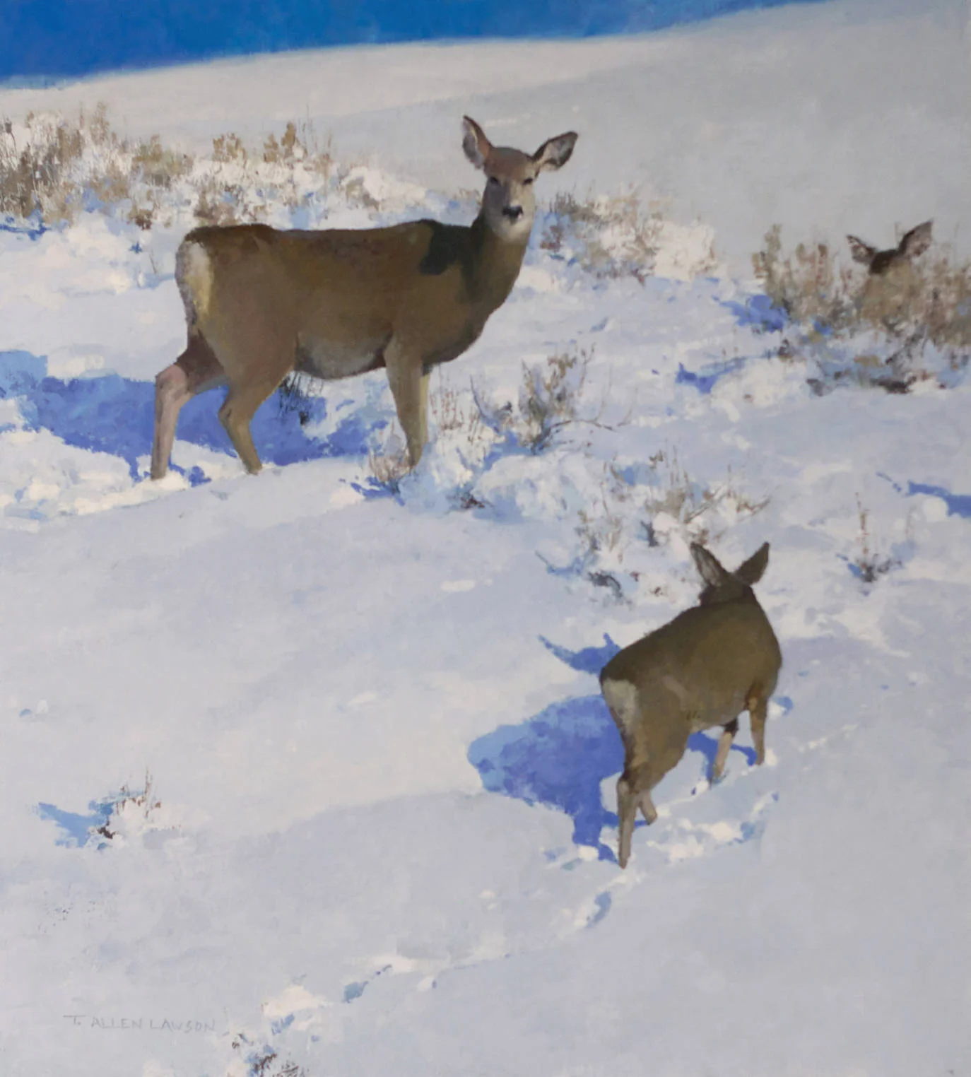 Backlit Sheep, oil on linen, 20 x 18 in.
