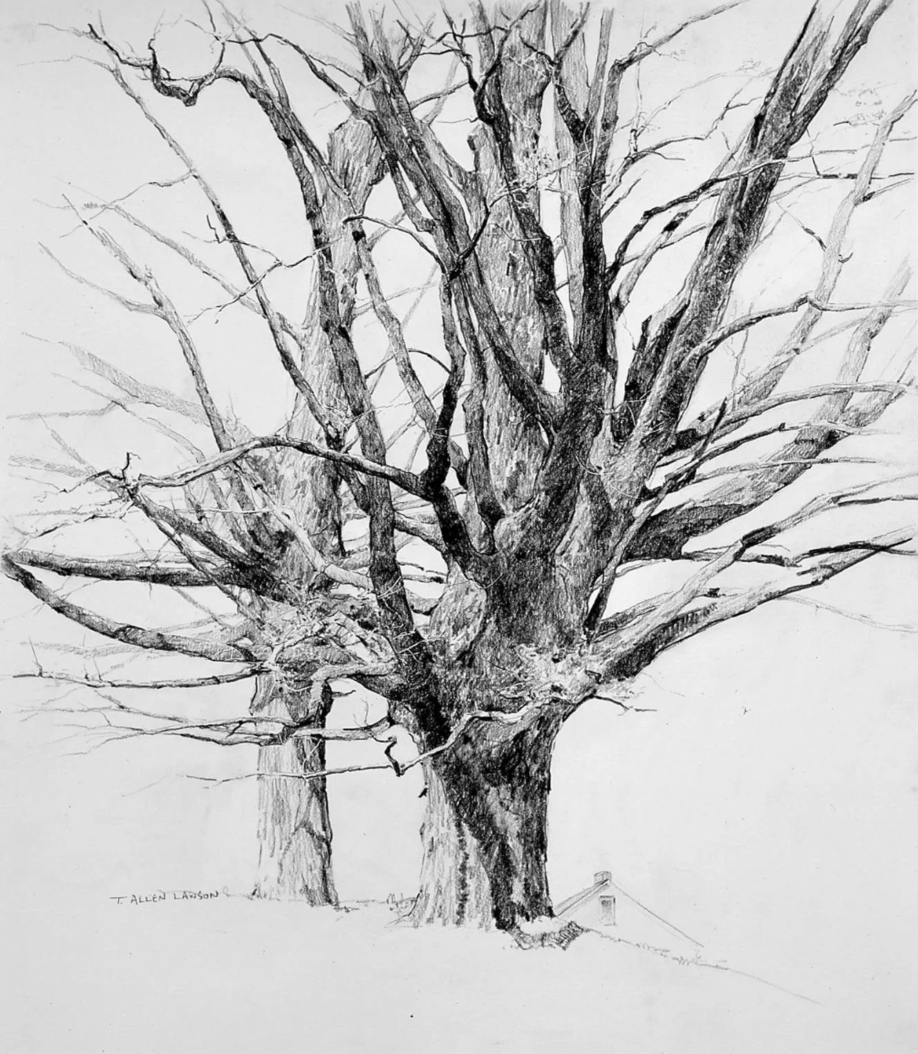 Spring Maples, negra lead and graphite on paper, 25.5 x 22 in.