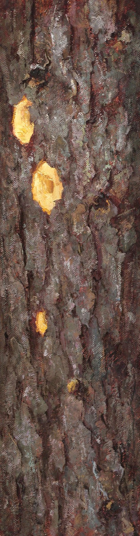 Bark - Spruce