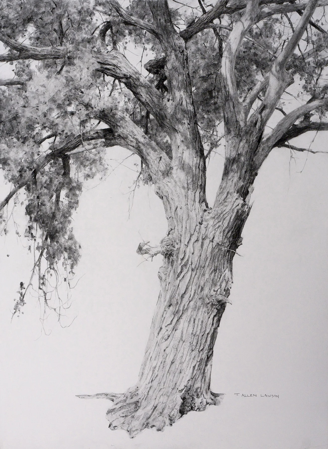 Wyoming Cottonwood