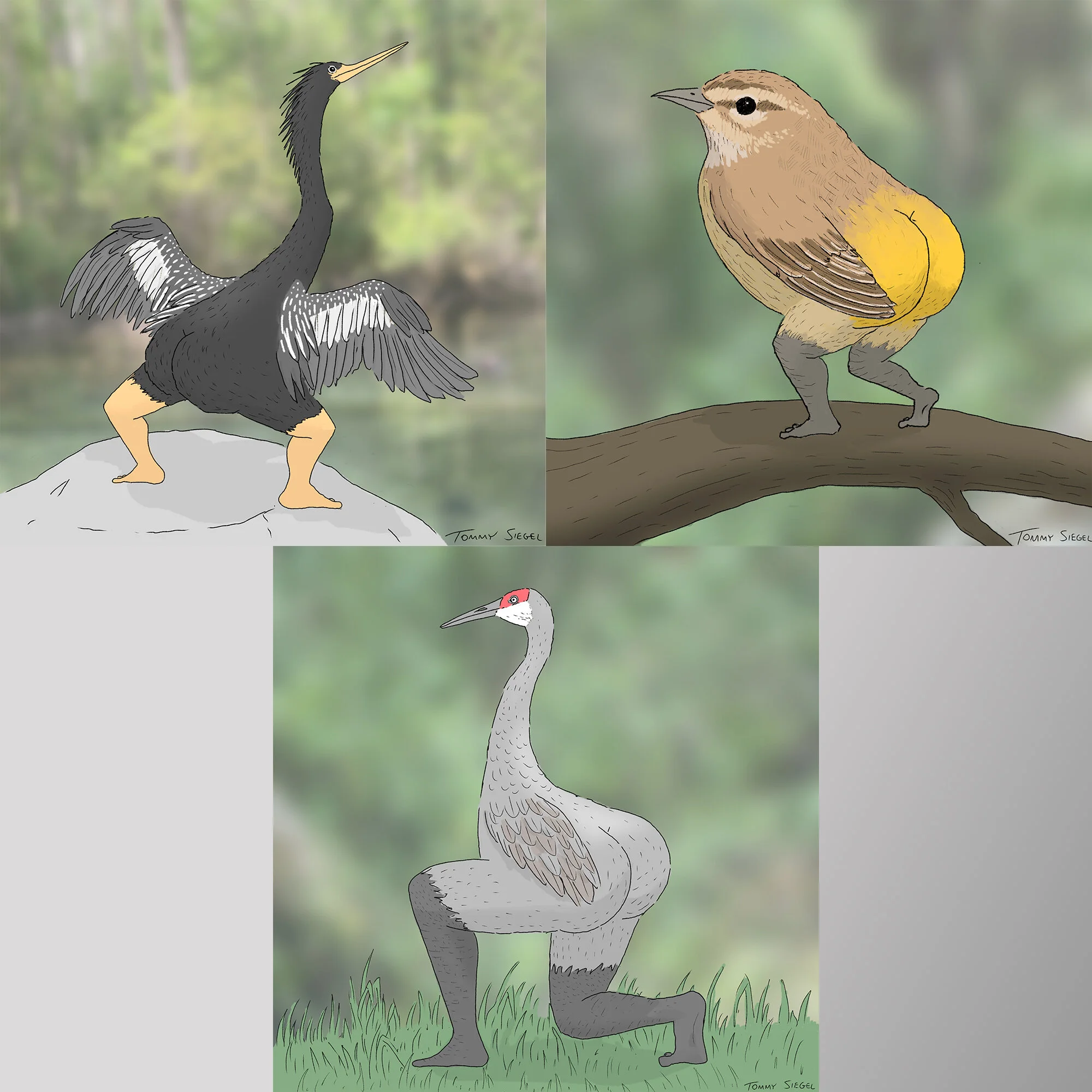 Extremely Accurate Birds of Florida Prints (Set of 3 Small Prints) — Tommy Siegel Extremely Accurate Birds of Florida Prints (Set of 3 Small Prints) — Tommy Siegel